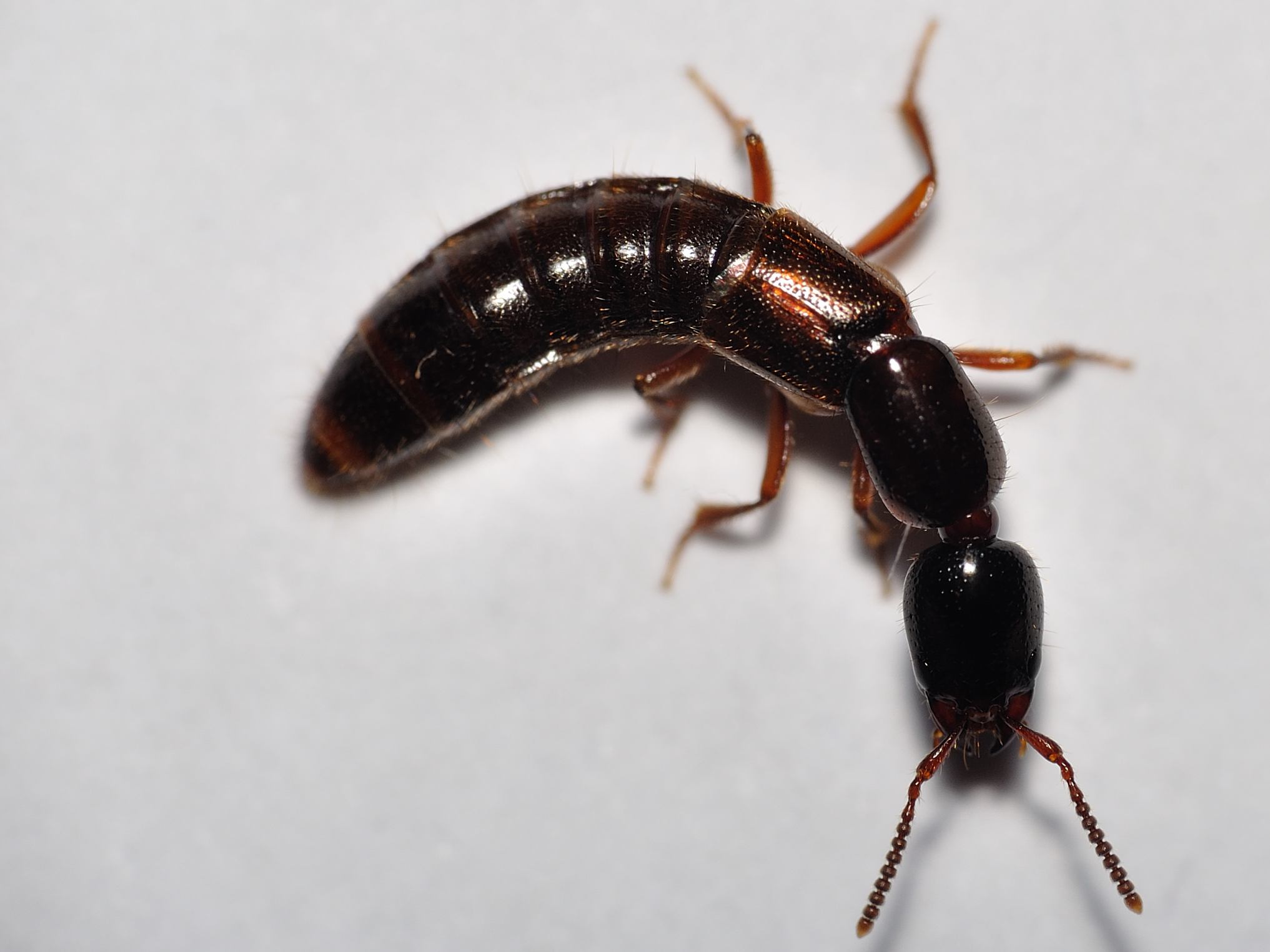 Staphylinidae: Othius punctulatus